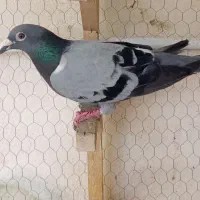 سبز پلاکی پلاک پا سبز  خریدارم 500 ماده گم شده|پرنده|شیراز, وزیرآباد|دیوار