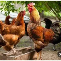 غذای مرغ و خروس