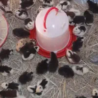 جوجه ۱۰ روزه گلین