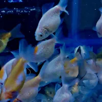 گلدفیش|ماهی|تهران, دروازه شمیران|دیوار
