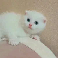 یه دونه اسکاتیش چشم ابی و یک بریتیش گلدن پوینت پسر