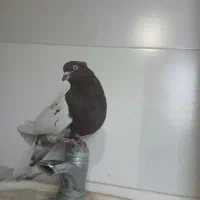 نرکله ای سرخ ب شرط تخم جوجه|پرنده|بروجرد, |دیوار