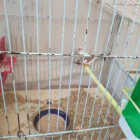 جفت مرغ عشق ـ جفت فنچ|پرنده|خوسف, |دیوار