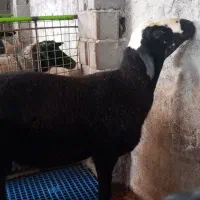 بره قوچ|حیوانات مزرعه|قائم‌شهر, |دیوار