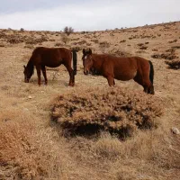 یک اسب به فروش میرسد|اسب و تجهیزات اسبسواری|فلارد, |دیوار