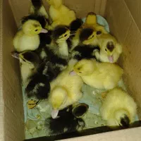 جوجه اردک اسرائیلی