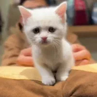 گربه بریتیش