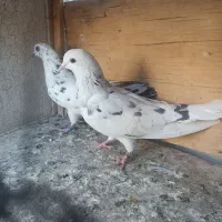 کفتر پرشی|پرنده|کهریزک, |دیوار