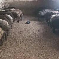 بره نر|حیوانات مزرعه|سارال, |دیوار