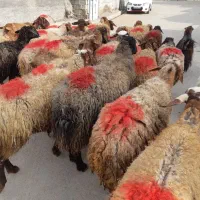 ۲۰راس گوسفندداشتی یکی بره دارمابقی آبستن مایه کردن|حیوانات مزرعه|کنگاور, |دیوار