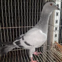 جوجه بوم ندیده