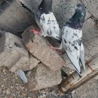 یک جفت نر ماده عتیقه ب شرط پرش