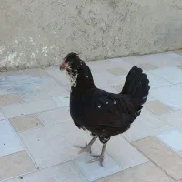 تعدادی مرغ خروس گلین|حیوانات مزرعه|سرپل ذهاب, |دیوار