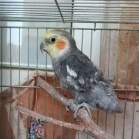 عروس هلندی
