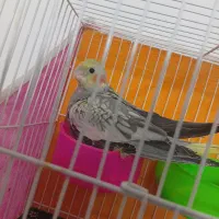 جوجه عروس هلندی  گلباقالی نرمه خور