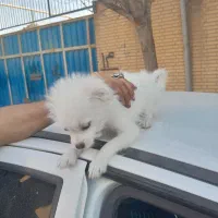 سگ پودل کراس 5 ملیون تومان|سگ|نسیمشهر, |دیوار