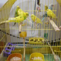 مرع عشق|پرنده|خوی, |دیوار