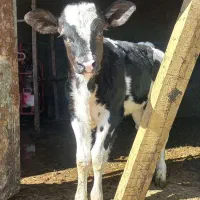 گوساله ماده شیری یک ماه