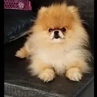 پامرین اورجینال