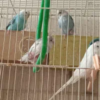 پرنده مرغ عشق