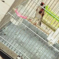 سهره جوجه قفس مست مست