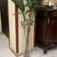 بامبو خارجی به همراه گلدان