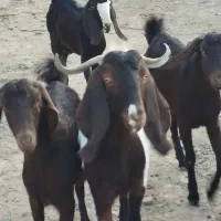 چهار عدد کولار پاکستانی یک ساله آبستن ضمانتی|حیوانات مزرعه|ملکآباد, |دیوار