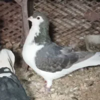 کبوتر|پرنده|شاهرود, |دیوار