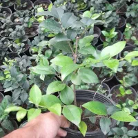 فتونیا بدون ریشه و باریشه پالم یاس پیتسپروم|گل و گیاه طبیعی|رودسر, |دیوار