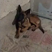 معاوضه با بره یا کهره هم قیمت|سگ|مرودشت, ژیان|دیوار