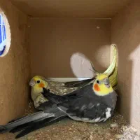 عروس هلندی به شرط|پرنده|گرگان, |دیوار