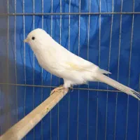 قناری نر قرص بخون سفید لیمویی ،پرتقالی آماده