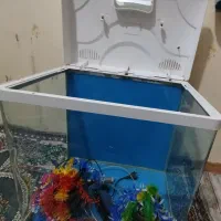 آکواریوم|ماهی|خرم‌آباد, |دیوار