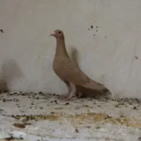 ماده زرد کرمونی درجه یک