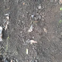 کود حیوانی|خدمات باغبانی و درختکاری|املش, |دیوار