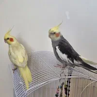 فروش عروس هلندی نر و ماده
