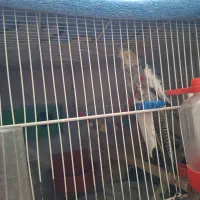 جوجه عروس هلندی