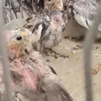 عروس هلندی