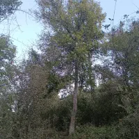 باغ ییلاقی روبه رودخانه روستای مغان با جوی آب زیبا|فروش خانه و ویلا|مشهد, کوی سیدی|دیوار