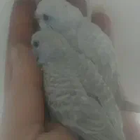 مرغ عشق سالم و قفس|پرنده|رشت, استقامت ۲|دیوار