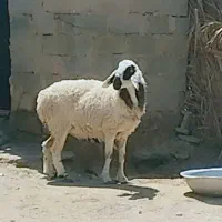 میش بابره نرفروشی فوری|حیوانات مزرعه|ریگ ملک, |دیوار