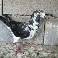 4 عدد پلاکی|پرنده|شیراز, سلطان آباد|دیوار