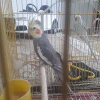 عروس هلندی و مرغ عشق