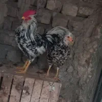 مرغ و خروس گلین لر