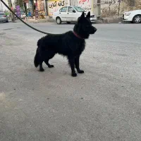 سگ ژرمن