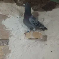 کبوتر مسافتی شناسنامه دار