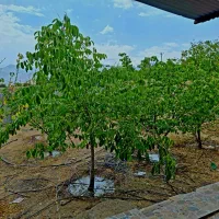 خانه ویلایی درب بهشت|فروش خانه و ویلا|درب بهشت, |دیوار