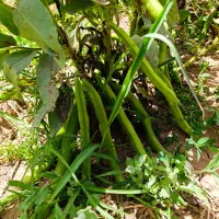 باقالی