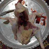 بوقلمون طبیعی