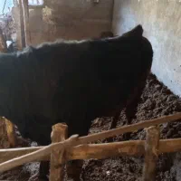 گوساله نر(گاو تلیسه لیشه)